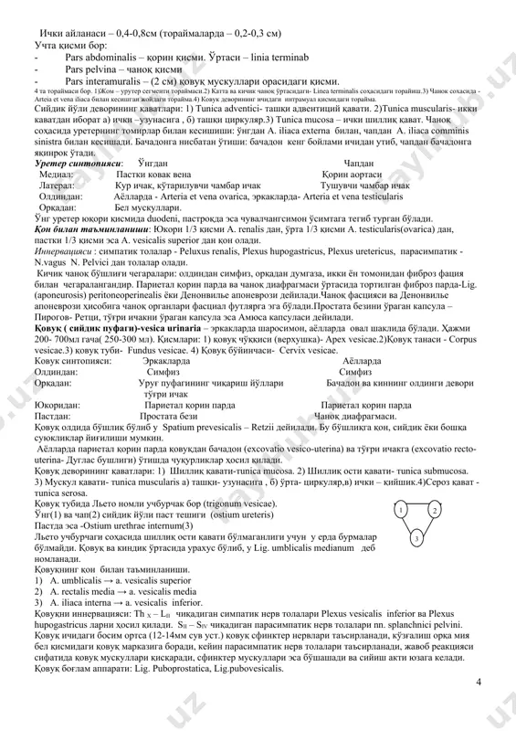 қа(задняя) буйрак жоми (лат – pelvis renalis,грек – pielos). ҳажми – 5-6 мл. буйракга нисбатан 3 хил ҳолатда бўлади: буйрак ичи(внутрипочечный), буйракдан ташқари( внепочечный), аралаш(смешанный). сийдик йўли(мочеточник) – ureter.узунлиги – 25-30 см. атроф айланаси – 1,0-1,3 см. ички айланаси – 0,4-0,8см (тораймаларда – 0,2-0,3 см) учта қисми бор: · pars abdominalis – қорин қисми. ўртаси – linia terminab · pars pelvina – чаноқ қисми · pars interamuralis – (2 cм) қовуқ мускуллари орасидаги қисми. 4 та тораймаси бор. 1)жом – урутер сегменти тораймаси.2) катта ва кичик чаноқ ўртасидаги- linea terminalis соҳасидаги торайиш.3) чанок сохасида - arteia et vena iliaca билан кесишган жойдаги торайма.4) ковук деворининг ичидаги интрамуал қисмидаги торайма. сийдик йўли деворининг қаватлари: 1) tunica adventici- ташқи адвентиций қавати. 2)tunica musculаris- икки каватдан иборат а) ички –узунасига , б) ташқи циркуляр.3) tunica mucosa – ички шиллиқ қават. чаноқ соҳасида уретернинг томирлар билан кесишиши: ўнгдан a. iliaca externa билан, чапдан a. …