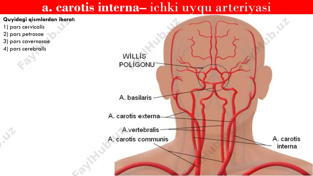 steriomedialis - r. parietooccipitalis a. carotis interna– ichki uyqu arteriyasi iv pars cerebralis a. cerebri anterior • qarama-qarshi ayni arteriya bilan a. communicans anterior yordamida anastomoz hosil qiladi • qon bilan ta’minlaydi: - r. frontabasalis medialis - r. frontalis anteriomedialis - r. frontalis intermediomedialis - r. frontalis posteriomedialis - r. parietooccipitalis a. carotis interna– ichki uyqu arteriyasi iv pars cerebralis a. cerebri media • terminal shox • yuqori lateral tomon yo’naladi • qon bilan ta’minlaydi: - peshona - chakka - tepa bo’laklar - miya orolchasi a. carotis interna– ichki uyqu arteriyasi iv pars cerebralis a. cerebri media • terminal shox • yuqori lateral tomon yo’naladi • qon bilan ta’minlaydi: - r. frontalis - r. sphenoidalis - r. insularis - r. frontabasalis lateralis - r. temporalis anterior - r. temporalis media - r. temporalis posterior - r. terminalis: a. sulci precentralis a. sulci postcentralis - r. parietalis anterior - r. parietalis …
