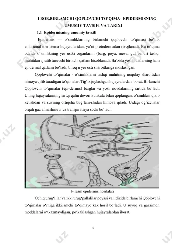auristema tashqi qavati dan hosil boladi epidermisning umumiy xususiyatlari: odatda bir qatlamli bo‘ladi (yagona hujayra qatlami). hujayralari tirik, zich joylashgan, xloroplastsizlik bilan farqlanadi (faqat soya o‘simliklarida ayrim epidermis hujayralarida xloroplast bo‘lishi mumkin). tashqi tomoni kutikula (mumsi qoplama) bilan qoplangan bo‘lib, u suv yo‘qotilishini kamaytiradi. ichki organlarga zararli mikroorganizmlar, hasharotlar, ultrabinafsha nurlar, mexanik shikastlanishlarga qarshi himoya vazifasini bajaradi. epidermis tuzulishiga ko’ra 2ga bo’linadi. oddiy epidermis oddiy epidermis — bu faqatgina bir xil turdagi, odatda asosiy (parenkimatik) hujayralardan tashkil topgan epidermis to‘qimasi hisoblanadi. ushbu hujayralar bir-biriga zich yopishgan bo‘lib, ular orasida oraliq bo‘shliqlar (intercellular spaces) bo‘lmaydi yoki juda kam uchraydi. oddiy epidermisning asosiy vazifalari — himoya qilish, suvning bug‘lanishini tartibga solish va tashqi muhit bilan cheklovchi qatlam vazifasini bajarishdan iborat. asosiy xususiyatlari bir qatlamli va bir xil tuzilgan hujayralardan tashkil topgan. hujayralar shakli odatda ko‘p burchakli yoki cho‘zinchoq. sitoplazmasi noaniq, xloroplastlar odatda bo‘lmaydi, ammo soya o‘simliklarida bo‘lishi mumkin. hujayra devori tashqi tomonida …