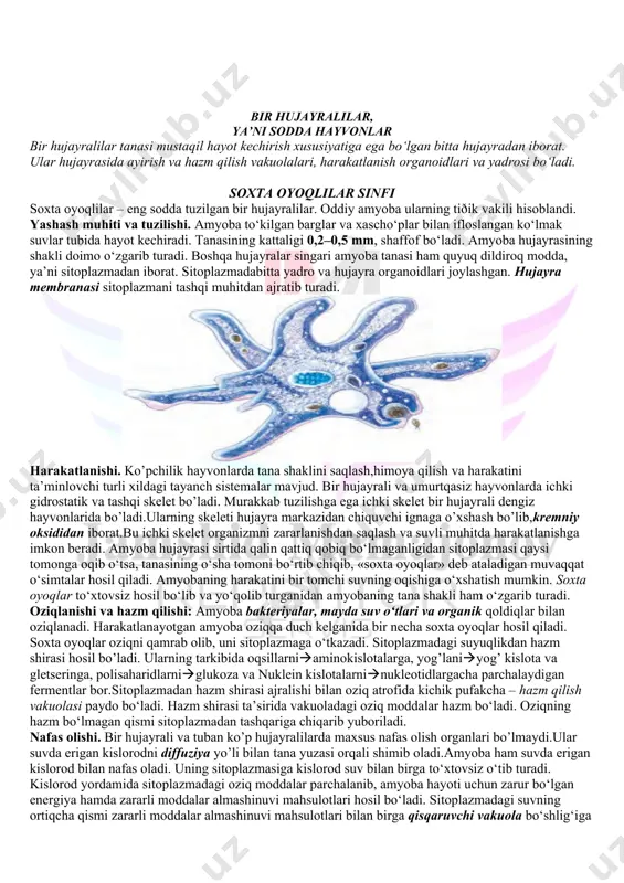 tobora takomillashuvi, hayvonlar uchun zarur bo‘lgan tabiiy sharoitning buzilishi ta’sirida yevropa turi (qoramollar nasl boshi), tarpan (otlar nasl boshi),stellerov sigiri (dengiz hayvoni) yo‘q bo‘lib ketdi; prjevalskiy oti, zubr, bizon, jayron, xongul kabi hayvonlar uchun qirilib ketish xavfi tug‘ildi. bu hol hayvonlar va ular yashaydigan muhitni muhofaza qilishni talab etadi. respublikamiz hududida noyob va soni kamayib borayotgan hayvonlarni asrab qolish va ko‘paytirish maqsadida badayto‘qay, qizilqum, zarafshon, surxon va hisor davlat qo‘riqxonalari, chotqol biosfera qo‘riqxonasi, bir qancha milliy bog‘lar va buyurtma qo‘riqxonalar tashkil etilgan. o‘zbekiston respublikasi «qizil kitobi»ning so‘nggi 2016-yilgi nashriga noyob va soni kamayib borayotgan hayvonlarning 205 turi kiritilgan. hayvonlarning o‘simliklarga o‘xshashligi va ulardan farq qilishi. hayvon organizmi ham o‘simliklar singari hujayralardan tashkil topgan. hujayralar hujayra membranasi (po‘sti), uning ichidagi sitoplazmada joylashgan vakuolalar, boshqa organoidlar va yadrodan iborat. hayvon va o‘simlik hujayralarining kimyoviy tarkibi ham o‘zaro o‘xshash bo‘ladi. shu bilan birga hayvonlar hujayrasi po‘sti yupqa bo‘lishi, yashil rang beruvchi xloroplastlar bo‘lmasligi …