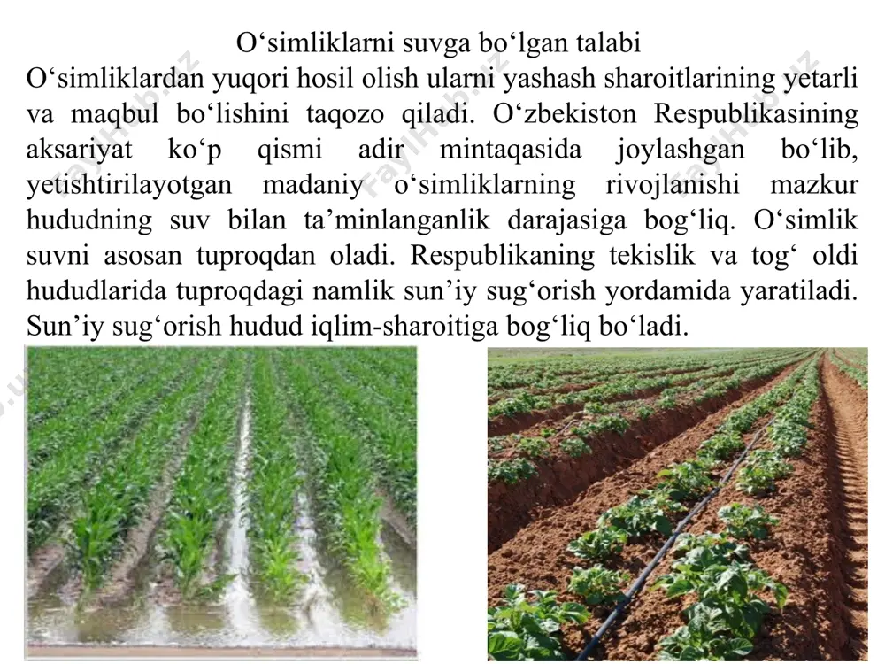 molekulyar, kapillyar va gravitatsion kuchlar ta’sirida vujudga keladi. bu kuchlar tuproq, o‘simlik hujayrasidagi eritmada bosim hosil qiladi. bosim yuqori joydan bosim past joyga harakat boshlanadi. natijada juda mayda naysimon bo‘shliqlar orqali suv tuproqdan o‘simlik tanasiga o‘tadi, barglari orqali bug‘lanadi. suvning tuproqdan o‘simlikka o‘tishi osmotik kuchlar orqali boshqariladi. osmotik bosim hujayra eritmasidagi suv molekulasining ko‘p qismi erigan modda va ionlar bilan bog‘liq holda gidratlar hosil qilganligi, erkin suv molekulasi miqdori esa tuproq eritmasidagiga nisbatan kam bo‘lganligi sababli hosil bo‘ladi. diffuziya ta’sirida hujayraga o‘tayotgan suv uning ichki hajmini kengaytiradi va osmotik bosim hosil qilib, hujayraning plazmatik va tashqi qobig‘iga ta’sir etadi. hujayra qobig‘i bu bosimga qarama-qarshi turgor bosim hosil qiladi. osmotik va turgor bosim orasidagi farq hujayraning suv tortish kuchini belgilaydi va quyidagi tenglama bilan ifodalanadi: s = p – t bunda: s – hujayraning suv tortish kuchi, atm; р – osmotik bosim, atm; т – turgor bosim, atm. barg orqali suvning …