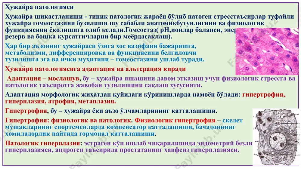 nfektsion kaxeksiya (sil, brutsellez, ichburug' va h.). tashqi ko'rinishi: keskin ozib ketish, teri osti yog' yo'qolishi, mushaklar hajmining kichiklashishi, terining qo'ng'ir rangga kirishi (lipoxrom). yurak, jigarning ishn-ir atrofiyasi (lipofustsin). mahalliy atrofiya: disfunktsional, distsirkulyator, neyrotik, fizik va ximik moddalar ta'siridagi atrofiya. metaplaziya – bir turdagi hujayra yoki to'qimaning kelib chiqishi bir xil bo'lgan boshqa hujayra yoki to'qimaga aylanishi. masalan: bir qavatli tsilindrik epiteliyning ko'p qavatli yassi epiteliyga aylanishi (bronxlar epiteliysi surinkali bronxitda) hujayra shikastlanishi, sabablari, mexanizmi, qaytar va qaytmas shikastlanish qaytar shikastlanish, bu – hujayra patologik ta'sirotga moslashib, o'z morfofunktsional holatini saqlab qolishi. hujayra shikastlanishining sabablari: gipoksiya, fizik va kimyoviy omillar, dorilar, infektsiya, immun va genetik buzilishlar, moddalar almashinuvi buzilishi. qaytar shikastlanishning morfologiyasi – hujayrada energetik zaxiraning kamayishi, ionlar kontsentratsiyasining buzilishi, suv shimilishidan shish rivojlanishi. qaytmas shikastlanish, bu – hujayraning o'limi, ya'ni nekroz hisoblanadi. nekroz – tirik organizmda to'qima va a'zo bir qismining nobud bo'lishi. hujayra o'limi tsitolemmasining shikastlanishidan boshlanadi, natijada …