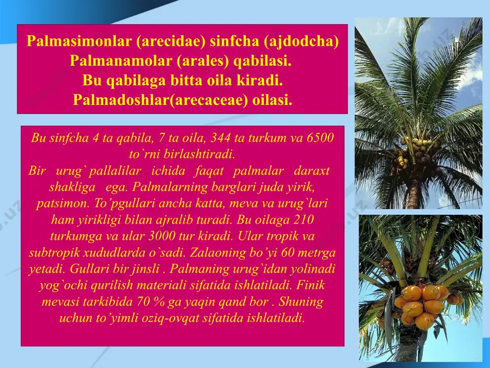 bug'doydoshlar (boshoqdoshlar) (roaseaye) (gramineae) oilasi - Page 5