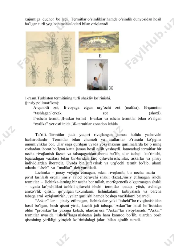 . aldoqchi emlar tayyorlash. zararkunanda ekinlarga ommaviy zarar etkazgan taqdirda chigirtkalarga qarshi tavsiya etilgan preparatlar bilan ishlov. tunlamlarga qarshi. 1. agrotexnik va kimyoviy tadbirlar. 30% benzofosfat - 1,6-3,3l/ga 2,5% destis - 0,25-0,5 l/ga 25% stimbush - 0,3l/ga 25% stiraks - 0,3-0,4 l/ga biologik usul. trixogrammani 3 marotaba 60x80x60 sxemada tarqatish. mikrobiologik preparatlardan dendrobastillin btb, va boshqalarni qo’llash. termitlar: hasharotlarning (insecta) termitlar (isoptera) turkumiga mansub vakillari tabiatda juda keng tarqalgan bo’lib, ular tuproq bilan boliq bo’lgan turli ekologik muhitlarda jamoa hosil qilib hayot kechiradi. fanda termitlarning 2800 turi ma’lum bo’lib, ulardan 120 turi zararkunanda sifatida qayd qilingan. termitlar biozararlash ob’ekti sifatida barcha tropik va issiq mamlakatlarda haqiqiy ofat hisoblanib, turar joylarning, mebel, libos va oyoq kiyimlarining yaroqsiz holga kelishi, turli yovvoyi o’simliklar, daraxt va boshoqli ekinlarning qurishi, suorish kanallari, pristan, barja, tog’on va ulamalarning termit zararlashi tufayli suv bosimi ostida vayronaga aylanishini ko’rsatib o’tish mumkin. shu bilan bir qatorda bebaho madaniyat …