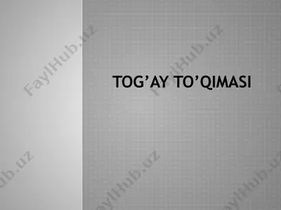 tog’ay to’qimasi — PPTX