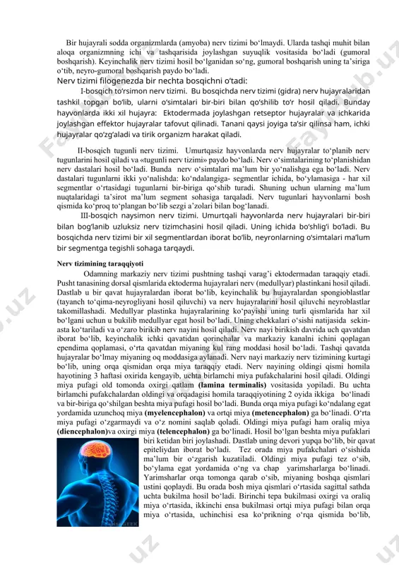 o‘p xollarda reflektor yoyi tarkibiga uchinchi (oraliq) neyron kirib, sezuvchi neyron bilan harakatlantiruvchi neyronni bir-biriga bog‘lab turadi. oddiy reflektor yoyi odatda ikki: afferent va efferent neyrondan iborat. afferent neyronning tanasi markaziy nerv tizimidan tashqarida joylashib, orqa miya tuguni yoki bosh miya nervlari sezuvchi tugunlarining sohta unipolyar hujayralaridan iborat. bu hujayralarning pereferik o‘simtalari orqa miya nervlari yoki sezuvchi tolalari bo‘lgan bosh miya nervlari tarkibida yo‘nalib ularning uchlari retseptorni hosil qiladi. ularning markaziy o‘simtalari orqa miya nervlarining orqa sezuvchi ildizi va bosh miya nervlari tarkibida orqa yoki bosh miyaga kiradi. sezuvchi xujayraning bu o‘simtasi orqa miyaning kulrang moddasida yoki bosh miyaning harakatlantiruvchi o‘zagi efferent neyroni hujayralari bilan sinaps hosil qilib birikadi va nerv qo‘zg‘alishi harakatlantiruvchi neyronga o‘tadi. harakatlantiruvchi neyron o‘simtalari orqa miya nervlarining oldingi ildizi tarkibida ish bajaruvchi a’zoga boradi. odatda reflektor yoyi tarkibida afferent neyron bilan efferent neyron o‘rtasida oraliq neyron joylashadi. odamning bir butun nerv tizimi shartli ravishda odam organizmining …