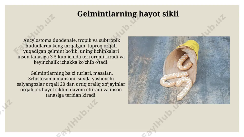 gelmintologiya parazit chuvalchanglar haqidagi fan - Page 4