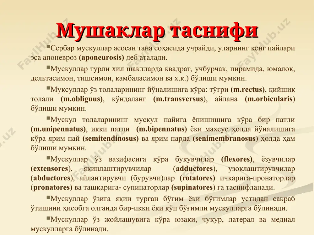 shi: kurakning medial qirasi vazifasi: kurakni ko’taradi uni umurtqa pog’onasiga yaqinlashtiradi орқанинг юза мускуллари. ii. орқанинг қовурғаларга ёпишувчи мускуллари. бу мускуллар орқанинг учинчи қават мускуллари ҳисобланади. 1.m.serratus posterior superior, юқори-орқа тишли мускул, ромбсимон мускул остида ётади ва сiv-сvii ва thi-thii умуртқалар ўткир ўсимталаридан бошланади, пастга ва латерал томонга йўналиб ii-v қовурғаларда тугайди. 2. m.serratus posterior inferior пастки орқа тишли мускул, пастки кўкрак ва юқори бел умуртқаларининг ўткир ўсиқлиридан бошланиб, ix-xii қовурғаларга бериб ёпишади. вазифаси: пастки қовурғаларни пастга тортади. 5. orqaning yuqorigi tishsimon mushagi rombsimon mushaklar ostida joylashadi. boshlanishi: vi-vii bo’yin va i-ii ko’krak umurtqalarining qirrali o’simtalari. birlashishi: ii-vii qovurg’alarning orqa yuzasi. vazifasi: qovurg’alarni ko’taradi 6. orqaning pastki tishsimon mushagi orqaning serbar mushagi ostida joylashadi. boshlanishi: xi-xii ko’krak va i-ii bel umurtqalarining qirrali o’simtalariв birlashuvi: to’rtta pastki qovurg’alar vazifasi: qovurg’alarni tushiradi орқанинг чуқур мускуллари. орқанинг аутохтон мускуллари. аутохтон мускуллар умуртқа поғонасининг чап ва ўнг томонида, умуртқаларнинг ўткир ўсиқлари ва кўндаланг ўсиқлари, …