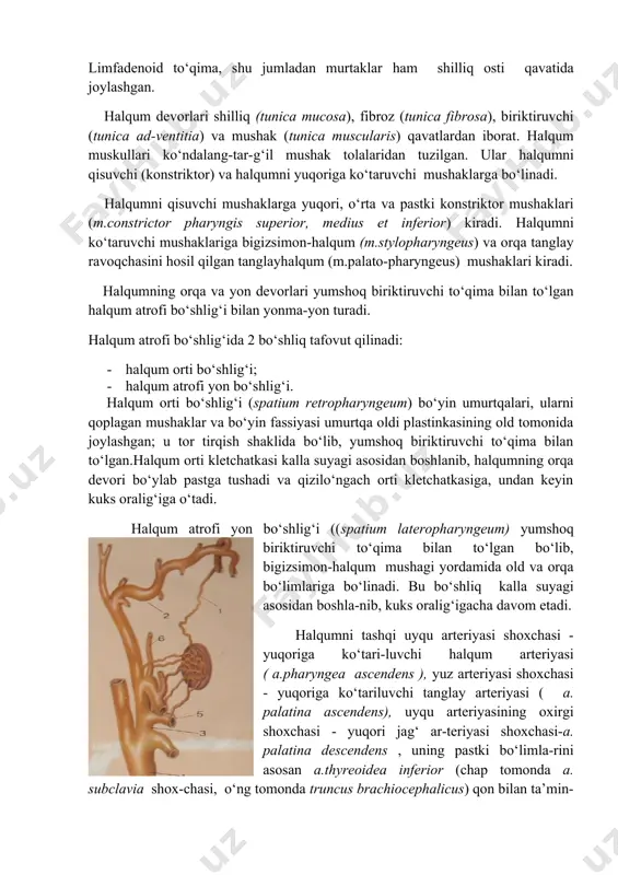 ularis) qavatlardan iborat. halqum muskullari ko‘ndalang-tar-g‘il mushak tolalaridan tuzilgan. ular halqumni qisuvchi (konstriktor) va halqumni yuqoriga ko‘taruvchi mushaklarga bo‘linadi. halqumni qisuvchi mushaklarga yuqori, o‘rta va pastki konstriktor mushaklari (m.constrictor pharyngis superior, medius et inferior) kiradi. halqumni ko‘taruvchi mushaklariga bigizsimon-halqum (m.stylopharyngeus) va orqa tanglay ravoqchasini hosil qilgan tanglayhalqum (m.palato-pharyngeus) mushaklari kiradi. halqumning orqa va yon devorlari yumshoq biriktiruvchi to‘qima bilan to‘lgan halqum atrofi bo‘shlig‘i bilan yonma-yon turadi. halqum atrofi bo‘shlig‘ida 2 bo‘shliq tafovut qilinadi: · halqum orti bo‘shlig‘i; · halqum atrofi yon bo‘shlig‘i. halqum orti bo‘shlig‘i (spatium retropharyngeum) bo‘yin umurtqalari, ularni qoplagan mushaklar va bo‘yin fassiyasi umurtqa oldi plastinkasining old tomonida joylashgan; u tor tirqish shaklida bo‘lib, yumshoq biriktiruvchi to‘qima bilan to‘lgan.halqum orti kletchatkasi kalla suyagi asosidan boshlanib, halqumning orqa devori bo‘ylab pastga tushadi va qizilo‘ngach orti kletchatkasiga, undan keyin kuks oralig‘iga o‘tadi. halqum atrofi yon bo‘shlig‘i ((spatium lateropharyngeum) yumshoq biriktiruvchi to‘qima bilan to‘lgan bo‘lib, bigizsimon-halqum mushagi yordamida old va orqa …