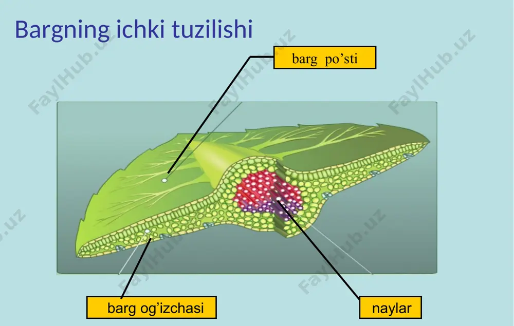 barglarning ichki tuzilishi - Page 4