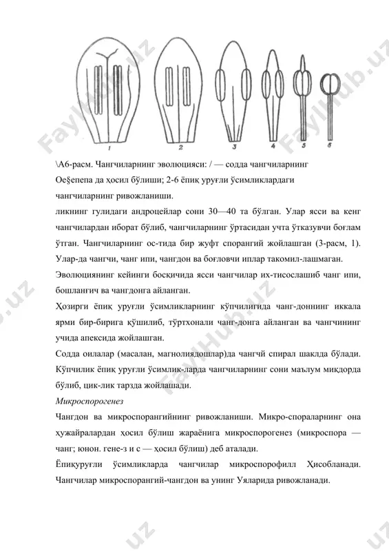 бў-лади. чанглар (микроспоралар). микроспоралар она микро-спор ҳужайраларининг редукцион (мейоз) бўлиниши во-ситасида вужудга келади. бу жараён сукцессив (бирин-кетин), симультан (бирданига) ёки оралиқ типлардан ибо-рат. сукцессив бўлинишнинг биринчи даврида ҳужайра тўсиқлар билан ажралади ва диада ҳужайралар ҳосил бўла-ди. бу жараён иккинчи марта такрорланганда ҳужайра тўсиклар ҳосил қилиб тўртта микроспора (чанг) юзага ке-лади. микроспораларнинг сукцессив тип билан ҳосил бўлиши бирпаллали ўсимликларга хос хусусиятдир. ик-кипаллали ўсимликларда бу жараён симультан типда бо-ради. ҳосил бўлган чанглар кўпчилик ўсимликларда бир-би-ридан тўсиқлар билан ажралган. лекин, баъзи ўсимлик-ларда масалан, лух, туғоқ, росянка, элодея ва бошқаларда тетраспоралар чангдонда чангчилар тўпламини ҳосил қила-ди. мимозаларда эса ҳар бир чангдон уясида (хонасида) 5-расм. 1 — орхис гулининг одддан кўриниши; 2 — уруғчи ва чангчи; 3 — ёпишқоқ ёстиқчали поллинийларнинг оёқчалари; чя — чангдоннинг ярми; пл — поллинийлар; п — поллиний банди; ёё— ёпишқоқ ёстиқча; б—бошланғичи; т — тумшуқчаси. 64 чангчи тўпланади. тропик ўрмонларда ўсувчи орхидея-дошларнинг гуллари махсус ҳашаротлар билан чангланишга мослашган бўлиб, уларнинг …