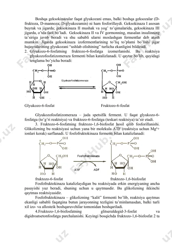 merlanishi. bu reaktsiya glyukozofosfatizomeraza fermenti bilan katalizlanadi. u qaytar bo’lib, quyidagi tenglama bo’yicha boradi: glyukozo-6-fosfat fruktozo-6-fosfat glyukozofosfatizomeraza – juda spetsifik ferment. u faqat glyukozo-6-fosfatga (to’g’ri reaktsiya) va fruktozo-6-fosfatga (teskari reaktsiya) ta’sir etadi. 3. fruktozo-6-fosfatning fruktozo-1,6-bisfosfat hosil qilib fosforillanishi. glikolizning bu reaktsiyasi uchun yana bir molekula atf (reaktsiya uchun mg²+ ionlari kerak) sarflanadi. u fosfofruktokinaza fermenti bilan katalizlanadi: fruktozo-6-fosfat fruktozo-1,6-bisfosfat fosfofruktokinaza katalizlaydigan bu reaktsiyada erkin energiyaning ancha pasayishi yuz beradi, shuning uchun u qaytmasdir. bu glikolizning ikkinchi qaytmas reaktsiyasidir. fosfofruktokinaza – glikolizning “kalit” fermenti bo’lib, reaktsiya qaytmas ekanligi sababli faqatgina butun jarayonning tezligini ta’minlamasdan, balki turli xil izo- va allosteik boshqaruvchilar tomonidan boshqariladi. 4.fruktozo-1,6-bisfosfatning glitseraldegid-3-fosfat va digidroatsetonfosfatga parchalanishi. keyingi bosqichda fruktozo-1,6-bisfosfat 2 ta fosfotriozoga parchalanadi, shu sababli ilgari glikoliz glyukozaning dixotomik yo’l bilan parchalanishi deb aytilgan. reaktsiya fruktozobisfosfat-aldolaza fermenti yordamida quyidagi tenglama bo’yicha katalizlanadi: bu reaktsiyaning erkin energiyasi juda kam o’zgaradi, shuning uchun u qaytar reaktsiyadir. 5. triozofosfatlarning o’zaro aylanishi. glikolizning …