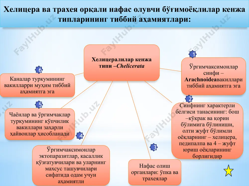 вчилар кенжа типи – tracheata. бу кенжа тип иккита синфга бўлинади: кўп оёқлилар – mirapada, ва ҳашоратлар – insecta; кўп оёқлилар синфи вакиллари ичида заҳарли ҳайвонлар сколопендралар бор, ҳашоратлар муҳим тиббий аҳамиятга эга 1 2 3 4 5 6 7 8 9 11 10 ҳашоратлар синфи –insecta 1 млн дан ортиқ тури маълум, барча турлари биологик прогресс ҳолатида танаси, бош, кўкрак ва қорин қисмига бўлинган. бошида сезги органлари ва озиқланиши унга боғлиқ бўлган мураккаб оғиз аппарати жойлашган кўкраги 3 та сегментга бўлинган ва ҳар биридан бир жуфтдан бўғимли оёғи йўналган кўпчилик турларида 2 – 3 сегментида бир жуфтдан қаноти бор, аммо қанотлари редукцияга учраган ва қанотсиз турлари ҳам бор қайси турга мансублигига қараб қорни 6 тадан 12 тагача сегментга бўлинган ҳазм системаси кўпчилик бўғимоёқлиларга нисбатан дифференциялланган қон айланиш системаси кучсиз ривожланган асосан озиқ моддалар ва метаболизм маҳсулотларини ташийди, кислород ташимайди нафас олиш органлари кучли тармоқланган трахеялардан иборат, қон ўрнига кислород …