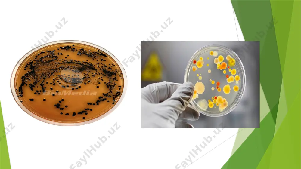 vka eritmasi bilan chayiladi. zaharlanishni kamaytirish maqsadida glyukoza, fiziologik eritma, «rigidron» quyiladi.antbiotik (levomitsetin,tetratsiklin) va sulfanilamid preparatlar beriladi. maxsus terapiyada polivalent bakteriofag qo’llash mumkin.veterinariya va sanitariya-epidemiologiya nazorati xodimlari hayvonlarning sog’lig’ini, go’sht va baliq kombinatlarida go’shtlarni laboratoriya tekshiruvidan o’tkazilishini qatʼiy nazorat qilishlari lozim. oziq-ovqat,oshxona xizmatchilari va tibbiyot xodimlari orasida bakteriya tashuvchilarni aniqlash, oziq-ovqat muassasasi va oshxonalarda sanitariya-gigiyena qoidalariga amal qilinishi lozim.oziq-ovqat va go’sht mahsulotlari tozaligini pzr usuli yordamida tekshirish lozim.chunki bu usul boshqa usullarga nisbatan aniq va tezkor hisoblanadi.aholi o’rtasida sanitariya maorifi ishlari olib boriladi.bakteriya tashib yuruvchilar aniqlangan holda, ular salmonellyoz faglari bilan davolanadi. botulizm kasalligini clostridium botulinum bakteriyasi qo‘zg‘atadi. bu bakteriyaning morfologik xususiyatlari quyidagicha: tuzilishi: grammusbat, tayoqcha shaklida (bacillus). o‘lchami: uzunligi taxminan 4-8 mkm, eni 0,5-2,0 mkm. sporalar hosil qilishi: juda mustahkam spora hosil qiladi, ular noqulay sharoitlarga (quruqlik, yuqori harorat, kimyoviy moddalar) juda chidamli. anaerob: kislorod mavjud bo‘lmagan muhitda rivojlanadi. harakatchanligi: peritrix flagellalar tufayli harakatlana oladi. oqsil, uglevod va yog‘larni …