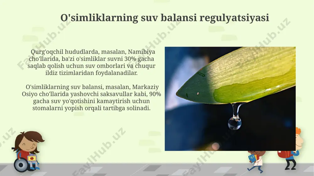 roqning suv singdirish qobiliyati, tuproq tuzilishiga bog'liq bo'lib, masalan, qumli tuproqlar 10-15%, loyli tuproqlar esa 30-40% suvni o'zlashtirishi mumkin. namangan viloyatining qumli tuproqlari suvni tez singdirsa-da, suvni ushlab turish qobiliyati past. tuproqning suv singishi, uning organik moddalar miqdoriga bevosita bog'liqdir. o'zbekistonning cho'l hududlaridagi tuproqlar, organik moddalar kamligi sababli, atigi 5-10% suvni singdiradi. transpiratsiyaga ta'sir etuvchi omillar havoning nisbiy namligi 50% dan 90% gacha o'zgarganda transpiratsiya tezligi 2-3 baravar kamayishi mumkin, bu esa, masalan, andijon vodiysi kabi nam joylarda suv yo'qotishini sezilarli darajada pasaytiradi. transpiratsiya darajasi o'simlik turi va tuproq namligiga bog'liq bo'lib, masalan, cho'l sharoitida (masalan, arizona shtati) yashovchi sukulentlar 10% atrofida, nam tropik o'rmonlarda esa 90% gacha suvni transpiratsiya orqali yo'qotishi mumkin. ildiz sochlarining roli ildiz sochlari, suv potensialining farqi orqali osmotsis orqali suvni shimib oladi. bu jarayon turli tuproq tiplarida, masalan, farg'ona vodiysining unumdor tuproqlarida 5-15 bar gacha bosim farqini vujudga keltirishi mumkin. ildiz sochlarining umumiy uzunligi 1000 …
