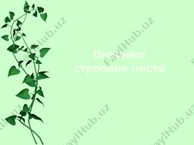 vneshnee stroenie lista — PPTX