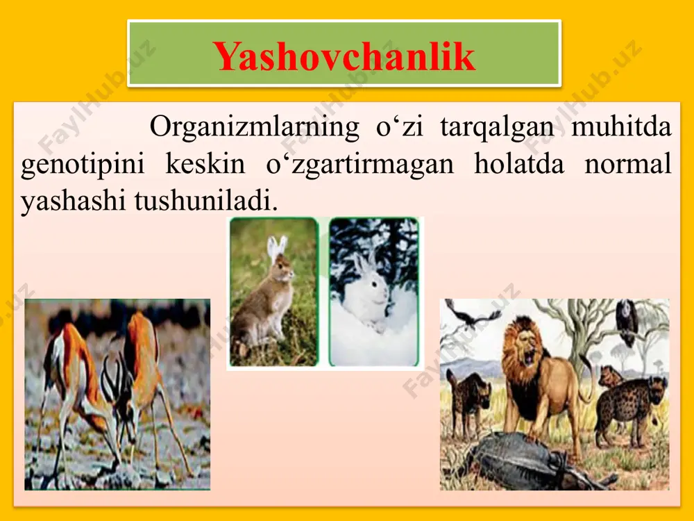digan hayvonlar tanasining rangi, shakli bilan «ogohlantiruvchi rangli» organizmlarga taqlid qiladi. kushandalari tomonidan ko‘p qiriladigan himoyasiz hayvonlarning «ogohlantiruvchi rangi» kam qiriladigan organizmlarga taqlid qilishi mimikriya hodisasi deb ataladi. ba’zi bir pashshalarning ayrim kapalak turlarining rang jihatdan arilarga, suvaraklarning tugmacha qo‘ng‘izlarga, zaharsiz ilonlarning zaharli ilonlar rangida bo‘lishlari mimikriya hodisasiga misoldir. shuni qayd qilish lozimki, himoya va ogohlantiruvchi ranglar hayvon xattiharakati bilan bog‘langan holda yanada samarali natija beradi. mimikriya hayvonlarda «ogohlantiruvchi» rang va mimikriya hodisasi. 1 – belyanka; 2 – zaharli gelekonius kapalagi; 3 – oynasimon kapalak; 4 – g‘o‘ng‘illovchi pashsha; 5 – oddiy ari; 6 – zaharli korall aspidi; 7 – zaharsiz amerika suviloni; 8 – «xonqizi» qo‘ng‘izi; 9 – suvarak. moslanishdagi samaradorlik qamishzorlarda yashovchi ko‘lbuqa qushi patlarining rangi bilan qamishlarni eslatadi. shunga qaramay biror xavf sezilsa, u darrov bo‘ynini cho‘zib, tumshug‘ini ko‘targan holda qimirlamay turadi. bunday vaziyatda uni dushmani payqamay qoladi. rang va shakl jihatidan taqlid qilish faqat organizmlargagina emas, …