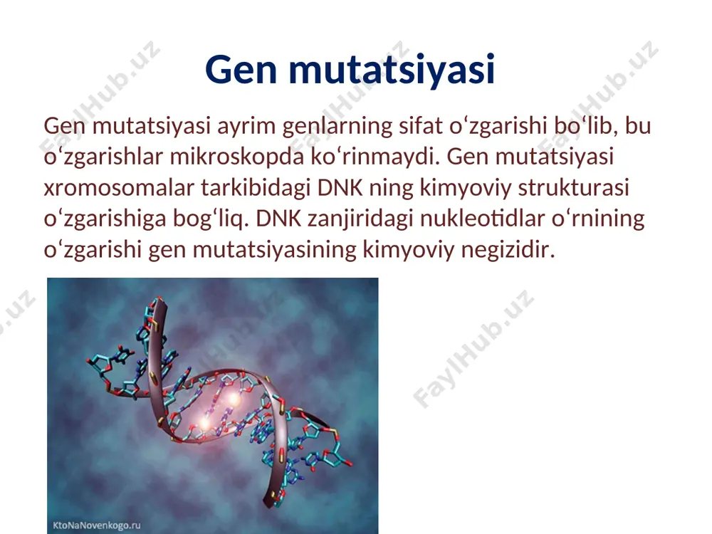 botladi. amerikalik s.benzer va boshqa olimlar mikroorganizmlarda genning tuzilishini aniqladilar. bitta genning minglab mutatsiyalari o‘rganildi. bu tekshirishlar natijasida haqiqatan ham gen izchillik bilan joylashgan juda mayda elementlardan (muton, rekon va sistrondan) iborat ekanligi aniqlandi. s.benzer uyga vazifa hozir genni shunday ta’riflash mumkin: gen – irsiyatning asosiy moddiy elementi, xromosoma tarkibiga kiruvchi dnk molekulasining bir qismi bo‘lib, organizmda moddalar almashinuvini boshqaradi. bir yoki bir necha belgining rivojlanishiga ta’sir ko‘rsatadi. u ma’lum bir kattalikda bo‘lib, o‘zgaradi va xromosomalarning chalkashuvida bir-biridan ajralishi mumkin bo‘lgan mayda birliklardan tuzilgan. xromosoma mutatsiyasi, ya’ni xromosmaning qayta tuzilishi xromosomaning ichida xromosomalararo a) deletsiya va defishensi - xromosomaning bir bo‘lagi yo‘qolishi yoki yetishmasligi; b) duplikatsiya - xromosomaning bir qismi ikki xissa yoki undan ko‘p ortishi; d) inversiya - xromosomaning qismlari 180 daraja buralishi; e) insersiya - genlarning o‘rin almashinishi хromosomalar yig‘indisi diploid bo‘lgan organizmlarda xromosomalarning qayta tuzilishi gomozigota va geterozigota holatda bo‘lishi mumkin. хromosoma bir bo‘lagining yo‘qolishi uning har …