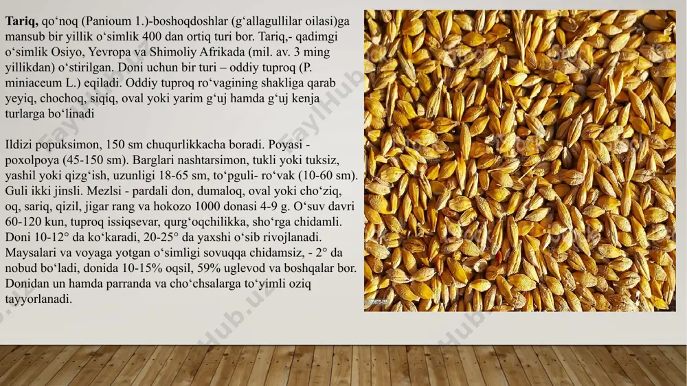tarqalgan yorma beruvchi ekinlardan biri. tariq yormasi yoki so‘ki o‘ta to‘yimliligi va shirin ta’mi bilan boshqa yormalardan ajralib turadi. tariq doni barcha parrandalar uchun to‘yimli ozuqa hisoblanadi. 100 kg donida 97 ozuqa birligi bor. somoni va yormadan chiqqan chiqindilar chorva mollar uchun xush ozuqa hisoblaiadi. tariq yer sharidagi eng qadimgi ekinlardam biri, taxminan yer sharida eramizdan 2700 yil burun ekila boshlagan. kelib chiqish vatani xitoy hisoblanadi. yevropaga osiyodan, amerikaga esa yevropadan o‘tib borgan. yer sharida ekin maydoni 37,7 mlnni tashkil qiladi va o‘rtacha hosildorligi 28,1 s. tariq (panicum miliaceiim) paniciim turkumiga mansyb o‘simlik. bu turkumga itqunoq (setaria v) ham kiradi. tariq eng to‘pguli ro‘vak itqunoqniki boshoqsimon ro‘vaq itqo‘noq - xitoy tarig‘i ham deb ataladi. u xitoy quiog‘i (s. italica) va mogar, ya’ni vengriya qunog‘i (s. italica mogariiim) mi o‘z ichiga oladi. xitoy qo‘nog‘i, ya’ni chumiza ro‘kagining uzunligi (15-30 sm) va bo‘g‘imlarining borligi bilan mogardan farq qiladi. u o‘rta osiyo respublikalarida, …