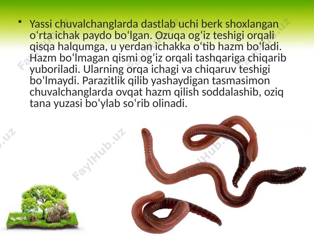hayvonlarning hazm qilish organlari evolutsiyasi. 11 - sinff - Page 5