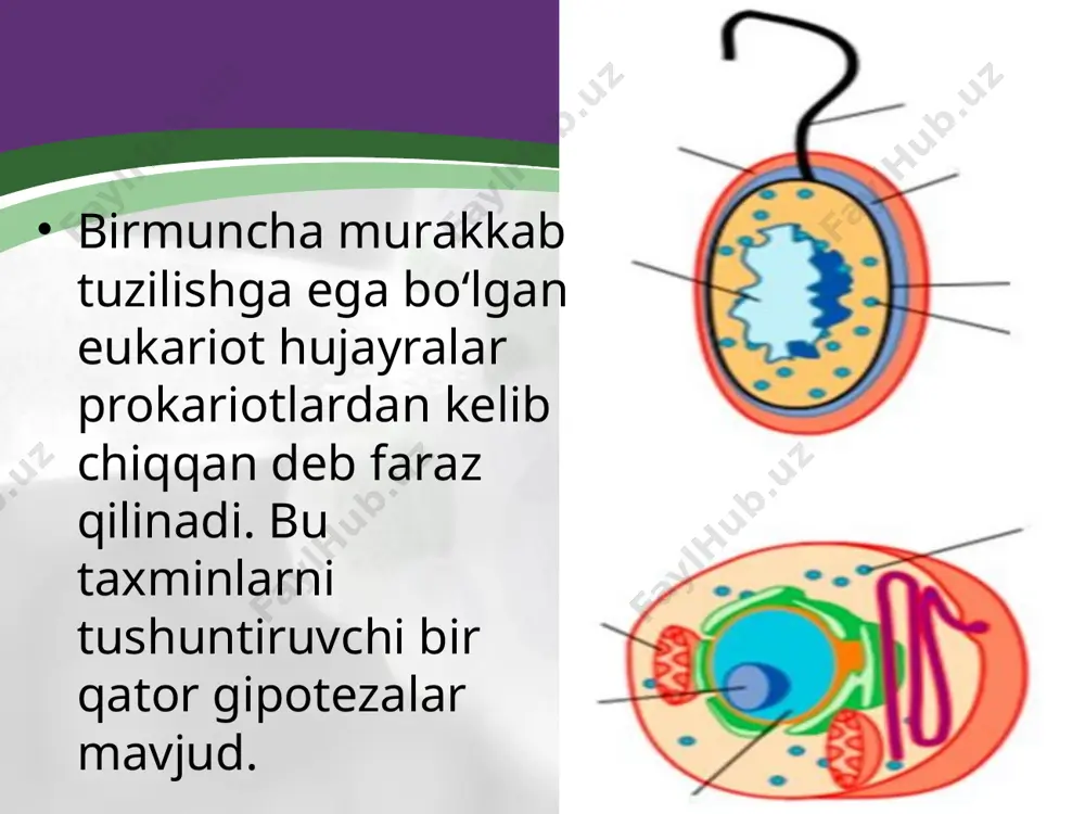 hujayralar evolutsiyasi - Page 4