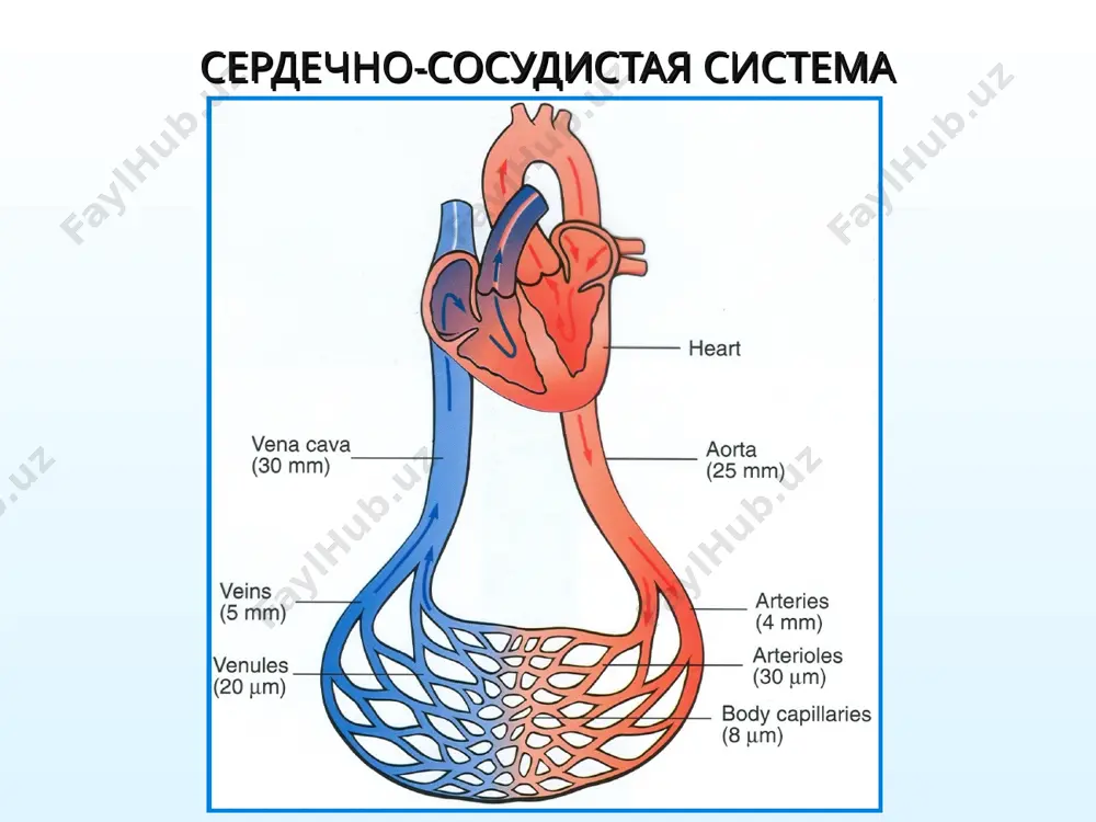 сердечного ритма (отрицательное хронотропное действие); снижение скорости проведения возбуждения (отрицательное дромотропное действие); повышение возбудимости миокарда (положительное батмотропное действие). механизм действия сердечных гликозидов 1 2 3 эффекты сердечных гликозидов при сердечной недостаточности параметры, функция изменения со стороны сердечно-сосудистой системы при сердечной недостаточности эффекты сердечных гликозидов при сердечной недостаточности изменения в деятельности сердца систола диастола размеры сердца ударный объем минутный объем (сердечный выброс) частота сердечных сокращений проведение импульсов по проводящей системе сердца ослаблена укорочена увеличены уменьшен « увеличена ускорено усиливается и укорачивается удлиняется приближаются к норме (уменьшаются) увеличивается « уменьшается замедляется изменения кровообращения венозное давление артериальное давление кровоснабжение сердца объем циркулирующей крови повышено иногда снижено недостаточное увеличен приближается к норме (снижается) приближается к норме (повышается) приближается к норме (улучшается) приближается к норме (снижается) изменения функций органов и тканей, связанные с состоянием кровообращения экстрацеллюлярная жидкость в тканях мочеотделение функции ряда других внут­ренних органов (печени, пи­щеварительного тракта и др.) отеки уменьшено (олигурия1) нарушены (за …