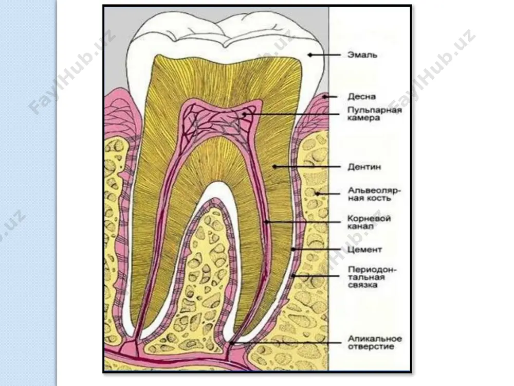 endodontiya. endodontiyada tekshirish va tashxislash usullari - Page 4