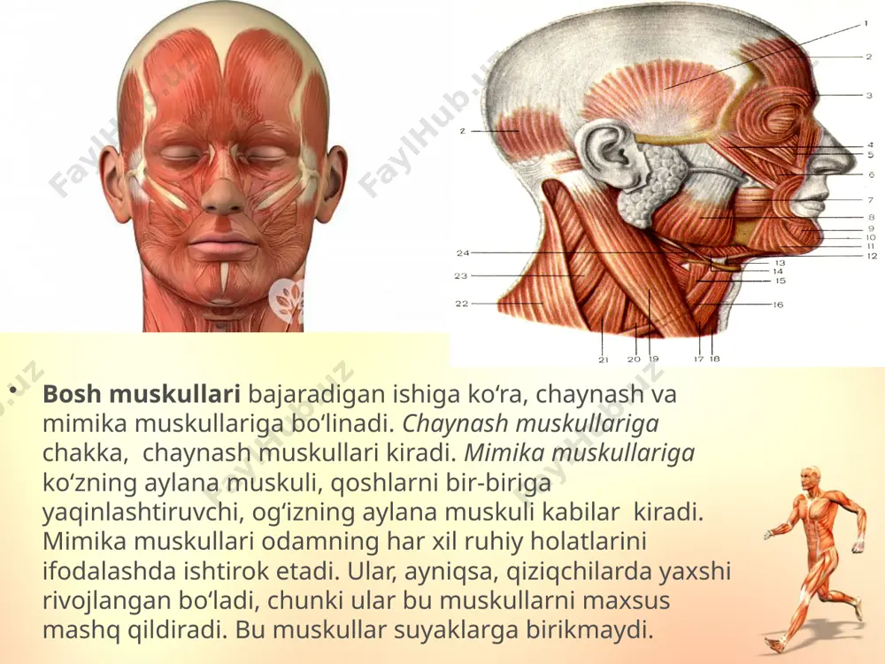 odam tanasi muskullarining asosiy guruhlari. 8 - sinf - Page 3