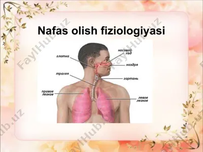 nafasolishfiziologiyasi — PPTX