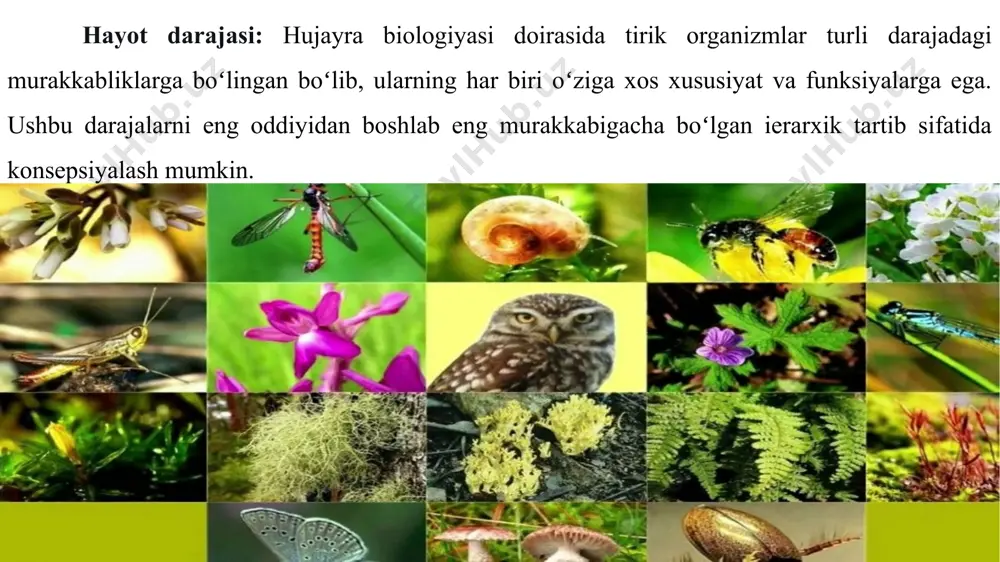 istemasi (genofor) hujayra membranasiga yopishgan boʻlib, primitiv xromosomaga mos keladi. koʻpayishda genoforning har qaysisi hujayra membranasi bilan birga yangi hujayralarga oʻtadi. mitoz boʻlmaydi, xloroplastlar, endoplazmatik toʻr, mitoxondriyalar, golji apparati, sentriollar uchramaydi. hujayra devori asosi glikopeptid murendan iboraturgor ribosomalari ancha kichik, eukariotlar xromosomalaridan oqsil soni va sedimentatsiya koeffitsiyenti bilan farq qiladi. prokariotlar bir qator oʻziga xos spetsifik fiziologik jarayonlar, mas, havodan molekulyar azotni oʻzlashtirish xususiyatiga ega. ayrim karashlarga binoan, prokariotlar eukariot ajdodlari bilan birga eng qadimgi hayvonlarga kiritiladi. eukariotlar (yunoncha: eu yaxshi, haqiqiy, butun va karion — yadro) — toʻliq shakllangan, haqiqiy yadroga ega boʻlgan hujayrali organizmlar. eukariotlarga suvoʻtlar, yuksak oʻsimliklar, barcha hayvonlar, zamburugʻlar kiradi. eukariotlar dnk si yadrodagi xromosomalarda joylashgan boʻlib, gistonli oqsillar bilan birikkan nukleosomalarni hosil qilishda ishtirok etadi. eukariotlarning hujayralarida membranali organoiddar yaxshi rivojlangan; ayrim organoidlari (mitoxondriyalar va xloroplastlar) da dnk va avtonom oqsil sintezlovchi apparat mavjud.turli-tuman organizmlarning eukariot hujayralari ozining tuzilishi jihatidan murakkabligiva xilma-xillligi bilan ajralib turadi. …