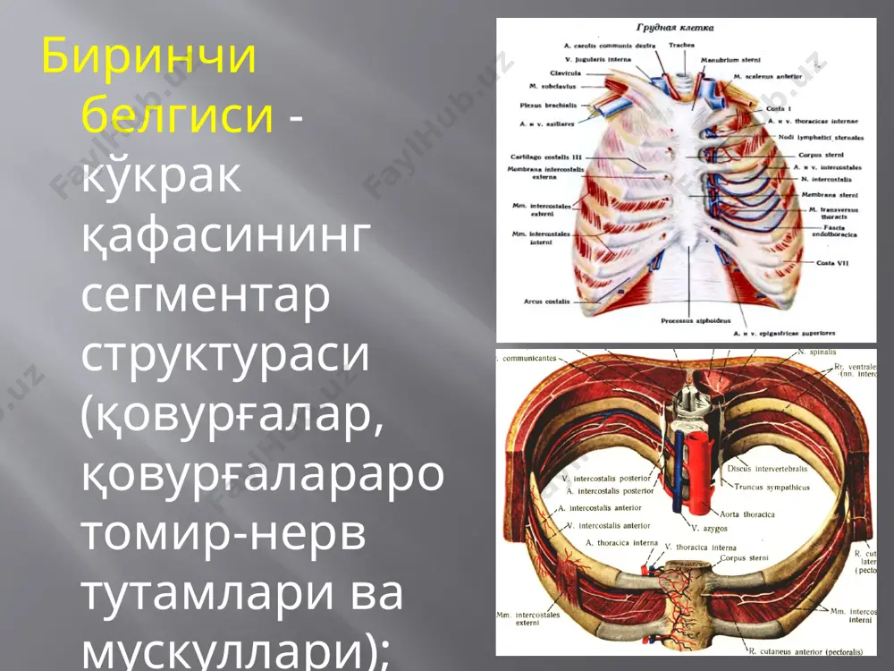 mshoq to'qimalari va muskullarini kesish. 2. suyak usti pardasini kesish; 3. suyak usti pardasini qovurg'aning yuqori va pastki chetlaridan ajratish; 4. suyak usti pardasini qovurg'aning ichki yuzasidan ajratish va qovurg'ani rezektsiya qilish. 5. qovurg'a retraktori yordamida yon qovurg'alar yaqinlashtiriladi va tikiladi. qovurg'alararo muskullar tikiladi. torakoplastika: intraplevral usul. intraplevral torakoplastikada qovurg'alarning kerakli miqdordagi qismlari rezektsiya qilinganidan so'ng empiema bo'shlig'i ochiladi va qalinlashgan plevraning rezektsiyasi amalga oshiriladi. torakoplastika: linberg bo'yicha narvonsimon torakoplastika. beshta qovurg'a rezektsiyasi bilan amalga oshiriladigan tipik cho'qqi torakoplastikasi: 1. kurakni aylanib o'tuvchi kesim orqali yuqorigi qovurg'alarning orqa qismlari ochiladi va v, iv, iii, ii hamda i qovurg'alar suyak usti pardasi kesiladi; 2. empiema ustida uning hajmiga mos ravishda kerakli qovurg'alar rezektsiya qilinadi; 3. ushbu sohadagi yumshoq to'qimalar ketma-ket keluvchi chiziqlar ko'rinishida kesiladi. kavernotomiya: o'pkaning pastki bo'laklari katta abstsessida (bemorning ohir ahvoli va o'pka rezektsiyasiga qarshi ko'rsatma bo'lganda). a v s d ko'krak (sut) bezi. mastit – sut bezining yallig'lanishi. …
