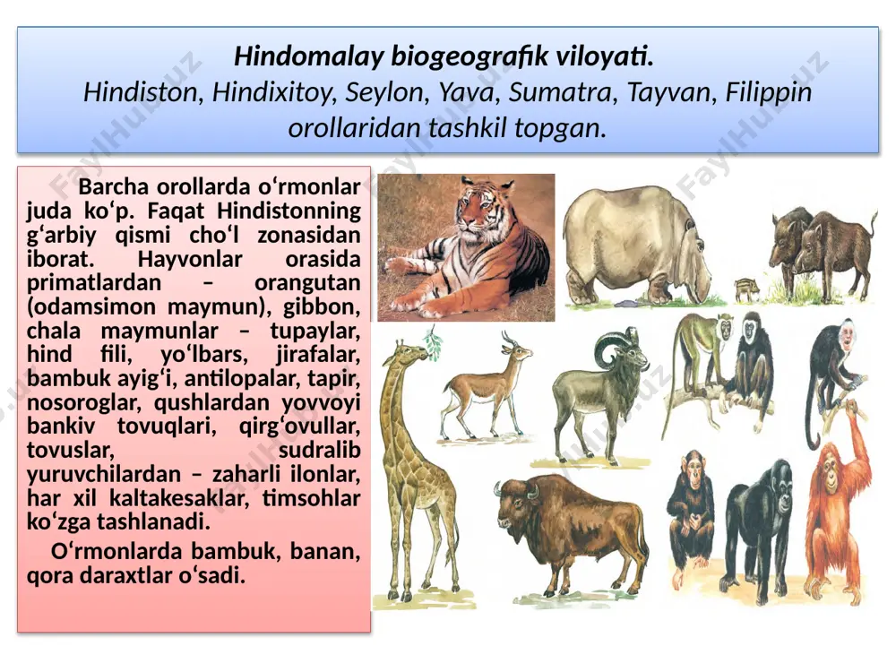 , bizning ko‘hna sayyoramiz hamma era, davrlarda shunday ko‘rinishda bo‘lmagan. daniyalik olim a.vegener «materiklar dreyfi» nazariyasida qayd etishicha, taxminan bir necha million yillar ilgari yer yuzida hech qanday qit’alar bo‘lmay, sayyoramiz yagona quruqlik – pangeya va yagona okeandan iborat bo‘lgan. bundan 200 mln yil ilgari mezozoy erasinning trias davrida yagona quruqlik – pangeya ikki bo‘lakka, lavraziya va gondvanaga ajralgan. oqibatda yagona quruqlikdagi hayvonat va o‘simliklar olami ham ikki tomonga bo‘lingan gondvana quruqligining bir qismi janubga tomon siljigan. keyinchalik yer ostki kuchlarining ta’siri tufayli gondvana o‘z navbatida bo‘laklarga ajragan. natijada antarktida, avstraliya, afrika, janubiy amerika qit’alari paydo bo‘lgan. lavraziyaning bo‘linishi tufayli yevrosiyo, shimoliy amerika qit’alari kelib chiqqan. yevrosiyo bilan shimoliy amerikaning yagona qit’a sifatida bo‘lishi kaynozoy erasigacha davom etgan. yagona quruqlik pangeyaning qit’alarga ajralishi tabiiy ravishda o‘simlik va hayvonlar evolutsiyasiga ta’sir etmay qolmagan. chunonchi, avstraliya, gondvanadan ajragan davrda triasning o‘rtalarida sutemizuvchilarning faqat tuxum qo‘yib ko‘payuvchi turlari hamda qopchiqlilar tarqalgan. hali sutemizuvchi …