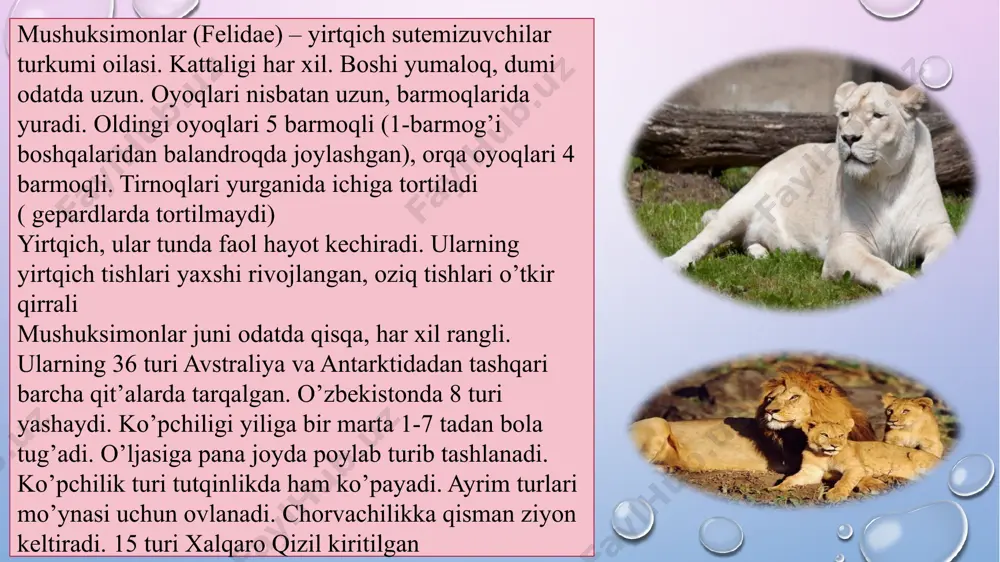 saqlanib qolgan. sababi u noqulay va qattiq muhitda yashay oladi. o’rta osiyo leopardi kavkaz leopari (panthera pardus ciscaucasica) nomi bilan ham ma'lum bo'lgan o'rta osiyo leopari feline oilasiga mansub yirtqich sutemizuvchilarga tegishli. leopardning bu kenja turi asosan g'arbiy osiyoda yashaydi va panther jinsining yorqin, ammo juda kam uchraydigan vakili. afrika sheri arslon har doim hayvonlarning shohi bo'lgan, hatto qadimgi davrlarda bu hayvon butga sig'ingan. qadimgi misrliklar uchun sher boshqa dunyoga kirish yo'lini qo'riqlab, qo'riqchi jonivor vazifasini bajargan. qadimgi misrliklar uchun unumdorlik xudosi aker sher sherigi bilan tasvirlangan. zamonaviy dunyoda ko'plab davlatlarning ramzlarida hayvonlarning shohi tasvirlangan. osiyo gepardi bu gepardiya pastki turlaridan biri bo'lib, uning tarqalish maydoni ilgari hindiston va yaqin sharqning ulkan hududi bo'lgan. u o'zining chiroyli terilari uchun ko'plab ovchilarning qurboniga aylandi. dastlab u hindiston erlaridan, keyin erondan tashqari yaqin sharq mamlakatlarida g'oyib bo'ldi. 2000 yillarning boshlarida mutaxassislar soni 100 ga yaqin hayvonlarni tashkil etdi. manul rossiyaning qizil kitobiga …