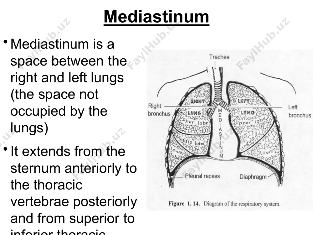 closely attaches to the heart and forms the epicardium, the outer layer of the cardiac wall pericardial cavity – a potential space b/n the two serous layers pericardium pericardium pericardium nerve & vessels passing through the pericardium: phrenic nerve and pericardiacophrenic vessels run in the pericardium on their way to the diaphragm pericardium moves with: the heart great vessels sternum (attached by sternopericardial ligament) central tendon of diaphragm because of fusion of pericardium with the above structures pericardium cont.. pericardial sinuses two sinuses lie b/n the two layers of serous pericardium -transverse sinus behind pulmonary trunk (pt) and ascending aorta (aa); the sinus provides a space for tying pt or aa during surgery -oblique sinus lies behind the heart, surrounded by pulmonary veins and ivc transverse sinus oblique sinus blood & nerve supply of the pericardium blood supply: internal thoracic artery (mainly) pericardiacophrenic artery (branch of internal thoracic a) small …