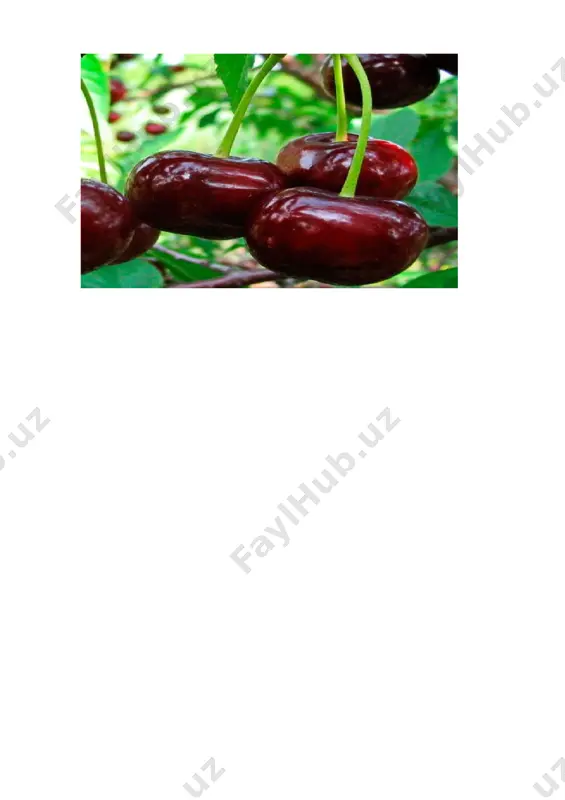 olcha va gilos (crataegus l.) avlodiga mansub turlar - Page 4