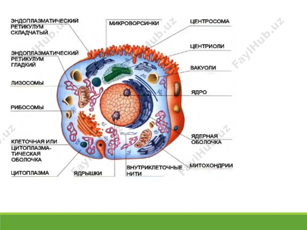 g‘armasi kamayadi va hujayraning energetik ta’minoti izdan chiqadi. biologik omillar viruslar, mikroblar, rikettsiyalar, parazitlar, zamburug‘lar va h.k. ta’siridan ham shikast topadi. bu xil omillar hujayra faoliyatini, unda kechadigan metabolik reaksiyalarni, hujayra o‘tkazuvchanligi va membranalar butunligini, fermentlar faolligini izdan chiqaradi. shuningdek allergik va immun jarayonlar ham hujayrani shikastlashi mumkin. bu holat, aksari, mikrob antigeni bilan odam organizmi hujayralari antigenlarning tuzilishi jihatidan o‘hshashligi tufayli ro‘y beradi: gemolitik streptokokkning ayrim turlari antigenining tuzilishi buyrak bazal membranasi oqsillari antigeninikiga o‘xshash. ular organizmga tushganda ham streptokokklarni, ham nefronni zararlaydigan antitanalar hosil qiladi. endotoksinlar, bakteriyalarning, virus, parazitlarning struktur komponentlari hujayraning antigen tuzilishini o‘zgartirib, antitanalar yoki immun t-limfotsitlar ishlab chiqaradi, natijada organizmning hujayralari shikastlanib, autoimmun patologik jarayonlar ruy beradi. fiziologik shikastlanish hujayra faqat patogen omillar ta’siridagina emas, balki genetik dasturlangan jarayonlar o‘zgarishi sababli ham shikastlanadi. masalan, organizm qarib borishi jarayonida epidermis, ichak epiteliysi, eritrotsitlar o‘la boradi. bu membrana tuzilishidagi fermentlar, nuklein kislotalarda asta-sekin ruy beradigan o‘zgarishlar natijasi …