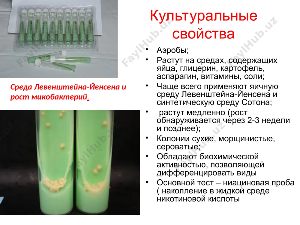 изнеспособность долгие годы при снижении резистентности макроорганизма происходит активация очага с развитием вторичного туберкулеза структура туберкулезной гранулемы фиброз-каверноз сил уткир каверноз силдан пайдо булади. бундай холларда каверна девори каттик булиб колади, у уч каватдан тузилган булади – 1) ички – пиоген, некротик кават , 2) урта –грануляция бошланган кават: 3) ташки –бириктирувчи кавати. кавернанинг ички юзи нотекис булади. патогенез (продолжение) из первичного туберкулезного очага может происходить бронхогенная, лимфогенная и гематогенная диссеминация микобактерий с образованием очагов в других органах и тканях (внелегочный туберкулез) клинические проявления различают три клинические формы заболевания: первичная туберкулезная интоксикация у детей и подростков туберкулез органов дыхания туберкулез других органов и систем иммунитет противотуберкулезный иммунитет формируется в ответ на проникновение в организм микобактерий в процессе инфекции или после вакцинации и носит нестерильный, инфекционный характер, что обусловлено длительной персистенцией l-форм решающая роль принадлежит клеточному иммунитету исход заболевания определяется активностью т-хелперов, которые активируют фагоцитарную активность макрофагов и активность т-киллеров эпидемиология …