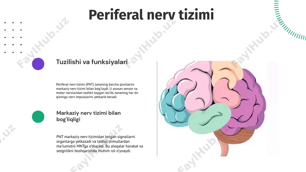 da ham muhim ahamiyatga ega bo'lib, inson hayot sifati va farovonligini oshirishga xizmat qiladi. oliy nerv faoliyatining zamonaviy tadqiqotlari oliy nerv faoliyati bo'yicha so'nggi tadqiqotlar inson miya faoliyatini yanada chuqurroq tushunishga qaratilgan. ushbu tadqiqotlar neurobiologiya va psixologiya sohalarida yangi yondashuvlarni taklif etadi. o'zbekistonda olib borilgan tadqiqotlar natijalariga ko'ra, oliy nerv faoliyati va uning kasalliklar bilan aloqasi yanada aniqroq ko'rsatildi. zamonaviy metodlar: - funksional magnet-rezonans tomografiya (fmri) - elektroensefalografiya (eeg) - innovatsion tadqiqot metodlari oliy nerv faoliyatidagi yangi texnologiyalar zamonaviy texnologiyalar roli zamonaviy texnologiyalar, jumladan, neyroimaging, oliy nerv faoliyatini chuqur o'rganishga yordam beradi. ushbu texnologiyalar miyani tahlil qiladi. texnologiyalarning oldinga siljishi fmri va eeg kabi usullar nevrologik tadqiqotlarda muhim. ular miyani real vaqt rejimida kuzatish va tahlil qilish imkonini beradi. oliy nerv faoliyatida o'zgarishlar nima sababdan o'zgaradi? oliy nerv faoliyati tashqi muhit, stress, kasalliklar va genetika ta'sirida o'zgaradi. bu o'zgarishlar nerv tizimining moslashuvchanligiga olib keladi. tadqiqotchilar e'tibori tadqiqotchilar o'zgarishlar vaqtida nerv …
