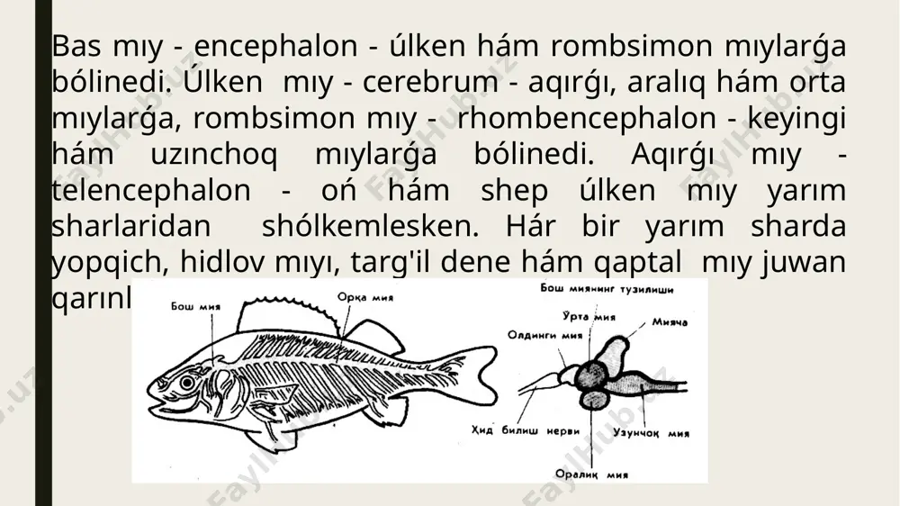 arqa miy ham bas miy nervlerinin topografiyasi - Page 4