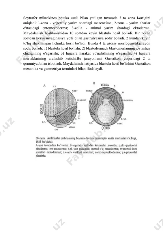 lari rivojlanishning biokimyoviy уа morfologik qonuniyatlari o'rtasidagi aloqani aniqlashdan iborat. uning fikricha, embriologiyada bunday aloqani isbotlaydigan ma'lumotlar yo'q. anа shunday ma'lumotlar olish uchun gustafson dengiz tipratikanida gastrulyasiya jarayonini о'rganib, 2 taqonuniyatga, ьirinchilardan, hujayralar o'rtasidagi aloqalarga; ikkinchidan, hujayralarning amyobasimon harakatiga e'tiъor berdi. seytrafer mikrokinos bошka usиli bilan yetilgan tuxumda 3 ta zona ьоrtigini aniqladi: l-zona - vegetatiy уаrirn shardagi mezenxima; 2-zona - уаrim sharlar o'rtasidagi entomezoderma; 3-zolla - аnimаl yarim shardagi ektoderma. maydalanish boshlanishidan 10 soatdan keyin blastula hosil bo'ladi. bir necha soatdan keyin inyaginasiya yo'li bilan gastrulyasiya sodir bo'ladi. 2 kundan keyin to'liq shakllangan lichinka hosil bo'ladi. bunda 4 ta asosiy morfogenetikjarayon sodir bo'ladi: 1) blastula hosil bo'lishi; 2) blastodermada blastomerlaming joylashuy chizig'ining o'zgarishi; 3) hujayra harakat yo'nalishining o'zgarishi; 4) hujayra murtaklarining aralashib ketishi.bu jarayonlami gustafson yuqoridagi 2 ta qonuniyat bilan isbotladi. maydalanish natijasidа blastula hosil bo'lishini gustafson mexanika vа geometriya terminlari bilan ifodalaydi. image1.png 27 - amaliy mashg`ulot gastruly …