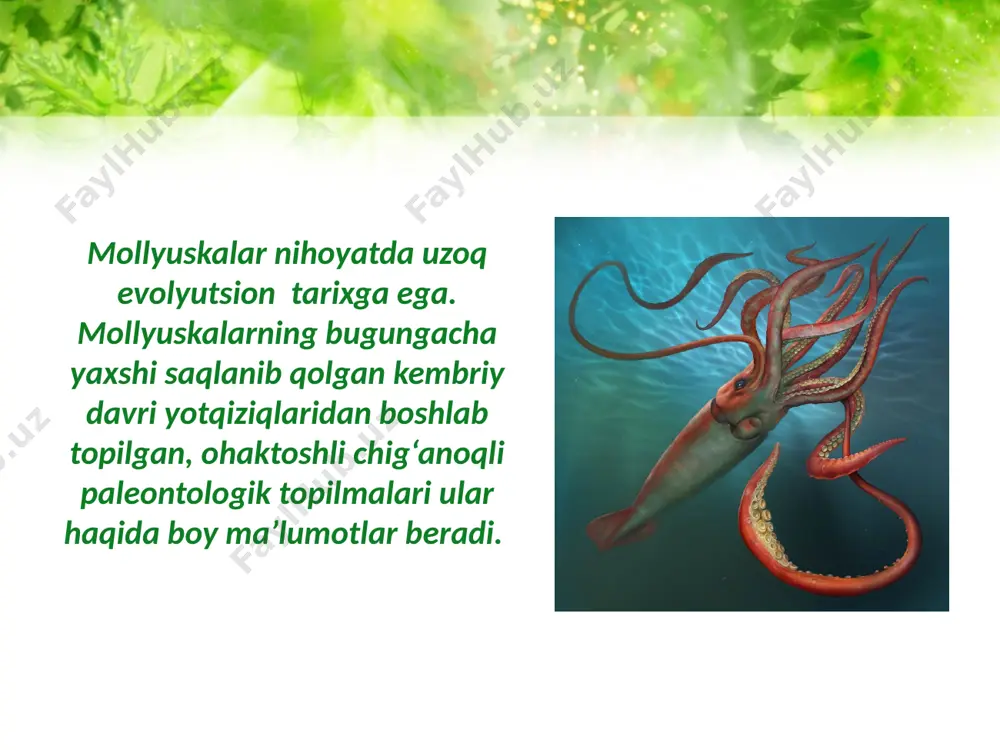 yumshoq tanlilar tipi – mollusca - Page 5