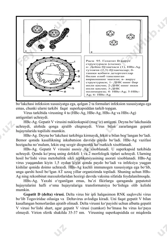 ladi. gepatit v virusi. hozirgi kunda gepatit v virusi orthohepadnavirus avlodiga va hepadnaviridae oilasiga kiritilgan. gepatit v virusi virioni sferik shaklda bo‘lib o‘lchami 42 nm ga teng, superkapsidi movjud. virus genomi ikki ipli dnk bo‘lib halqasimon ko‘rinishda. dnk ning musbat ipi defektli bo‘lib, to‘liq emas. virus tarkibida virus replikatsiyasi uchun zarur bo‘lgan dnk –polimeraza mavjud. bemor qon zardobida virusning 3 ta morfologik formasi uchrashi mumkin (rasm 95). eng ko‘p sferik shakildagi 22 nm o‘lchamdagi, kamroq ipsimon 50-230 nm va faqat 7% hollarda to‘liq strukturali (kapsid va superkapsidli) deyna bo‘lakchasi uchraydi. deyna bo‘lakchasi infeksion xususiyatga ega, qolgan 2 ta formalari infeksion xususiyatga ega emas, chunki ularni tarkibi faqat superkapsiddan tarkib topgan. virus tarkibida virusning 4 ta (hbc-ag, hbe-ag, hbs-ag va hbx-ag) antigenlari uchraydi. hbc-ag. gepatit v virusini nukleokapsid (mag‘iz) antigeni. deyna bo‘lakchasida uchraydi, alohida qonga ajralib chiqmaydi. virus bilan zararlangan gepatit hujayralarida topilishi mumkin. hbe-ag. deyna bo‘lakchasi tarkibiga kirmaydi, lekin u …