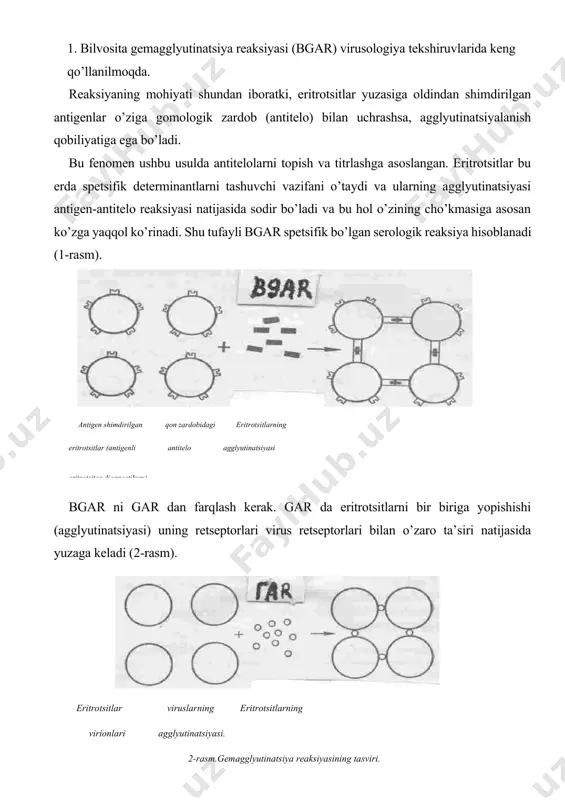 iga xos cho’kma hosil qiladi. antitelo bilan sensibilizatsiyalangan eritrotsitlarni qo’llash har xil materiallardagi antigenlarni tez topishga imkon yaratadi. eritrotsitlar yuzasiga mustahkam yopishtirilgan antigenlarni eritrotsitar antigenli diagnostikmlar yoki eritrotsitga sensibilizatsiyalangan antitelolar deb ataladi. bu ikki muhim usulga asoslangan bgar ning modifikatsiyalari virusologiyada juda keng qo’llaniladi. u quyidagi bosqichlarni o’z ichiga oladi: a)sensibilizatsiyalangan eritrotsitlarni tayyorlash (eritrotsitlarni tayyorlash, ularni fiksatsiyalash, taninlash va sensibilizatsiyalash). b)bgar ning asosiy tajribasini qo’yish. odatda, veterinariya laboratoriyasida faqat asosiy tajriba qo’yiladi, sensibilizatsiya-langan eritrotsitlarni tayyorlash esa biologik ishlab chiqarish fabrikalarida olib boriladi. 2. sensibilizatsiyalangan eritrotsitlar (eritrotsitar diagnostikumlar) tayyorlash jarayoni quyidagilarni o’z ichigqa oladi: 1. eritrotsitlarni tayyorlash. bu maqsad uchun qo’y va odam eritrotsitlari keng qo’llaniladi. hozirgi vaqtda bu maqsad uchun parrandalarning eritrotsitlari (tovuq, kurka, o’rdak) ko’p qo’llaniladi, chunki ulardan tayyorlangan diagnostikumlar tez cho’kmaga tushadi bu esa sezgirlikni yo’qotmasdan tekshirish muddatini qisqartiradi. tegishli turdagi hayvondan umumiy usul bilan qon olinadi. fibrinsizlantirilgan qon sentrifuga yordamida uch marta natriy xlorning izotonik eritmasi bilan …