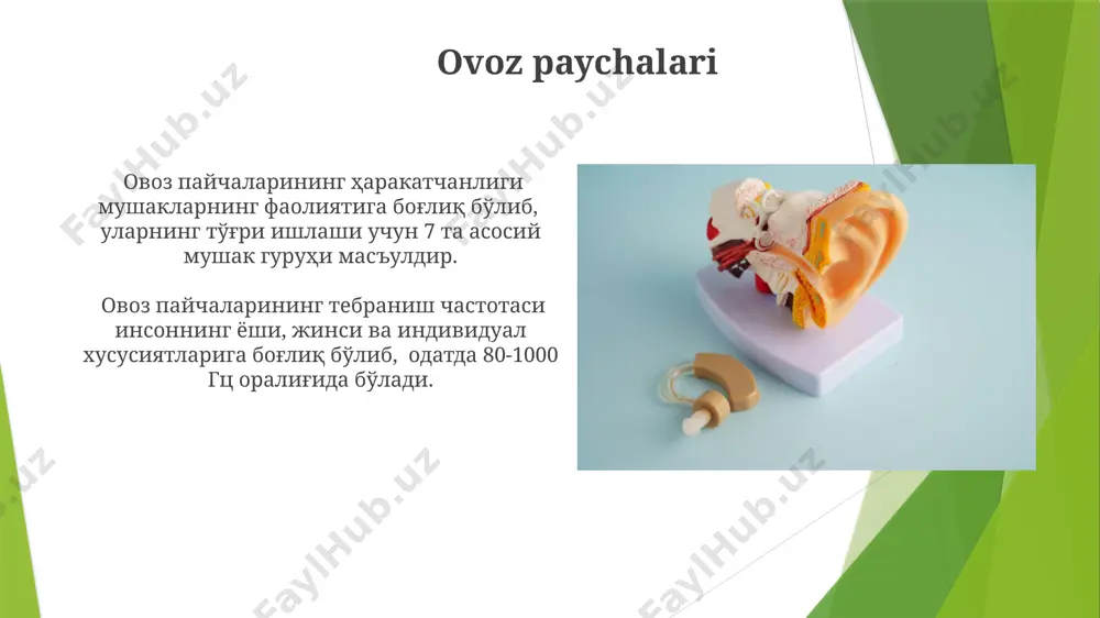 ofarinks va laringofarinksga boʻlinadi. tanglay тилнинг танглай билан ўзаро таъсири, яъни артикуляция жараёнида, taxminan 150 ga yaqin турли хил товушларнинг пайдо бўлишига сабаб бўлади. тилнинг танглай қисмида 20 дан ортиқ мушак мавжуд бўлиб, уларнинг ҳаракати нутқнинг аниқ ва равон чиқишини таъминлайди. lablar лабларнинг шакли ва ҳажми 50 дан ортиқ турли фонемаларни, жумладан, б, п, м, в, ф кабиларни аниқ талаффуз қилишда муҳим роль ўйнайди. лаблардаги 12 тадан ортиқ мушак гуруҳларининг ҳамкорлиги нутқнинг ритми ва тембрини белгилайди, бу эса эмоционал ифоданинг асосидир. e'tiboringiz uchun rahmat @taqdimot_robot image1.jpg image2.jpg image3.jpg image4.jpg image5.jpg image6.jpg image7.jpg image8.jpg image9.jpg image10.jpg image11.jpg image12.jpg image13.jpg