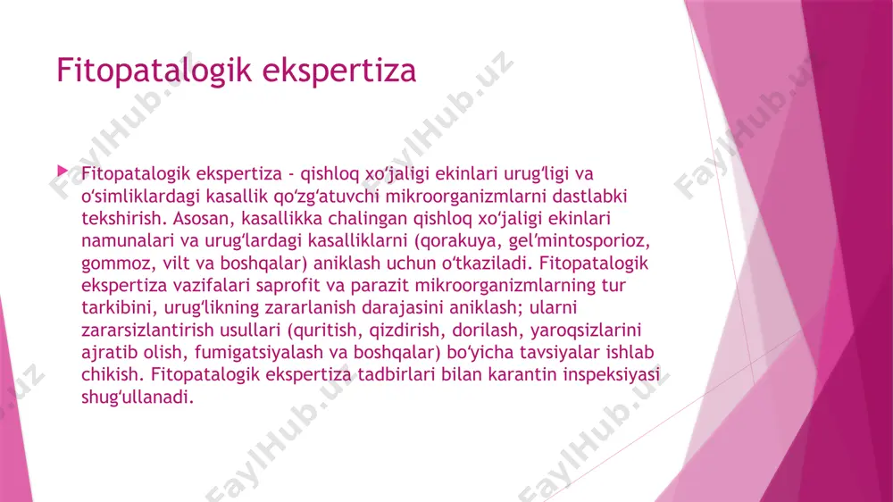 cha bir joyga to‘plangan, markazga joylashgani spora beradigan teliospora bo‘lib, uning atrofiga joylashganlari (5-20 tagacha), ko‘pincha (10 ta) spora bermaydigan teliosporalar hisoblanadi. spora beradigan teliosporalar sharsimon va ellips shaklida, jigar rang, qo‘ng‘ir rangda bo‘ladi. makkajo‘xorini pufak zang kasalligi ustilago zeae (besk) under kasallik qo‘zg‘atuvchisi uredinales- tartibi, bazidiomitsetlar sinfiga kiradi. bu kasallik bilan makkajo‘xorining hamma yer ustki qismi, ya’ni bargi, poyasi, doni yoki so‘taning bir qismi, sultoni va tayanch ildizi kasallanadi. kasallanish o‘simlikning hamma o‘sish davrida, asosan yosh o‘suvchi organlarida doimiy ravishda boradi. kasallangan qismlarida shu kasallikka xos har xil shakldagi va kattalikdagi oqish kul rang, kumush rang shishlar (bo‘rtmalar) hosil bo‘ladi, keyinchalik shishlarning rangi qoramtir bo‘ladi, chunki shishlar ichidagi xlamidospora massasining rangi qoramtir - yashil rangga kiradi, shish po‘sti pishib yetilguncha yorilmaydi.bo‘rtmalar barglarda - asosiy tomirlar bo‘ylab poyalarda, ko‘proq bo‘g‘imlarda ro‘vak hamda so‘talarda - gul va don o‘rnida hosil bo‘ladi.yetilgan bo‘rtmalarning po‘sti yirtiladi va ichidagi xlamidosporalar to‘kilib shamol bilan tarqaladi …