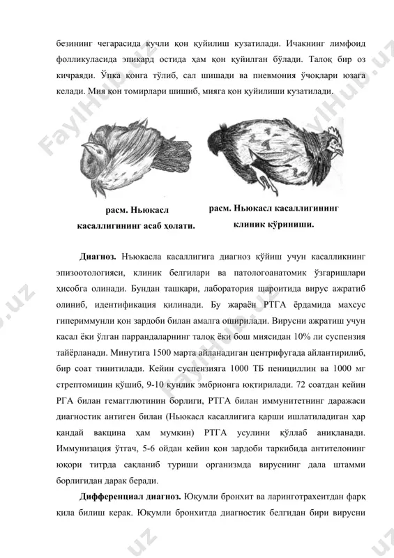 yukasl kasalligi bronxit bilan birga kelishi mumkin. laringotraxeitni ajratish uchun klinik belgilarga e'tibor qilinib, uning virusi ajratib olinadi va identifikatsiya qilinadi. pasterellyozdan esa mikrobiologik tekshirish usullari bilan differentsiatsiya qilinadi. immunitet. kasallikning oldini olish uchun quyidagi vaktsinalar qo'llaniladi. - shtamm v1 (b-prim)dan tayyorlangan quruq virus vaktsina. sog'lom xo'jaliklarda bu vaktsina bilan 15-20, 45-60, 140-150 kunlikda, keyinchalik har 4 oyda 1 marta emlab boriladi. bir ampulasi 50 ml distillangan suvda eritilib, intranazal va aerozol usullar bilan qo'llaniladi. pipetka bilan burunga ikki tomchi tomiziladi. - «la-sota» shtammidan tayyorlangan quruq virus vaktsina. vaktsina intranazal usul bilan sog'lom va nosog'lom xo'jaliklarda qo'llaniladi. sog'lom xo'jaliklarda 15-20, 45-60, 140-150 kunlikda, nosog'lom xo'jaliklarda 10-15, 35-40, 120-140 kunlikda, keyinchalik har 6 oyda bir marta emlab boriladi. intranazol usulda yuborishda bir ampula vaktsina (500 nazol doza) 50 ml distillangan suvda eritiladi. burunga 2 tomchi vaktsina tomizishdan oldin suv ichiriladi. vaktsinatsiyadan 1,5 soat keyin tovuqlarga suv berish mumkin. suv bilan ichirilganda …