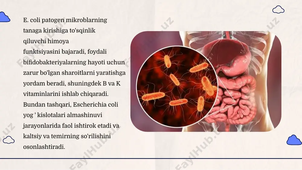 esherichia coli bakteriyalarining sanitariya ahamiyati - Page 5