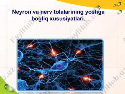 neyron va nerv tolalarining yoshga bogliq xususiyatlari — PPT