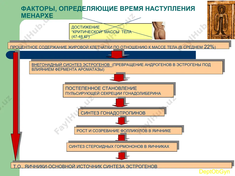 фолликулы, кости, жировая ткань, цнс. биологическая роль эстрогенов deptobgyn эстрадиол эстрон эстриол стимуляция развития вторичных половых признаков улучшение кровоснабжения в органах-мишенях развитие выводящей системы молочных желез стимуляция пролиферативных процессов в эндометрии рост секреторного эпителия в молочных ходах менструальный цикл deptobgyn deptobgyn влагалищный эпителий базальная температура шеечная слизь эндометрий циклические изменения тесты функциональной диагностики изменения в эндометрии (маточный цикл) действие яичниковых гормонов deptobgyn базальный слой эндометрия функциональный слой эндометрия фаза десквамации фаза регенерации фаза пролиферации фаза секреции двухфазный менструальный цикл фаза десквамации проявляется выделением крови (менструация) вместе с отторгнутым функциональным слоем эндометрия; совпадает с началом лютеолизиса в яичнике одновременно протекает фаза регенерации (до 4-5 дня мц) deptobgyn эстрогены, выделяющиеся зреющим фолликулом эпителизация за счет уплотнения эпителиальных клеток базальных отделов желез фаза пролиферации продолжительность до 14 дня мц (при 28-дневном цикле); в начале фазы железы эндометрия узкие и ровные; увеличение желез в размерах под возрастающим действием эстрогенов; железы слегка извиваются, просвет их …