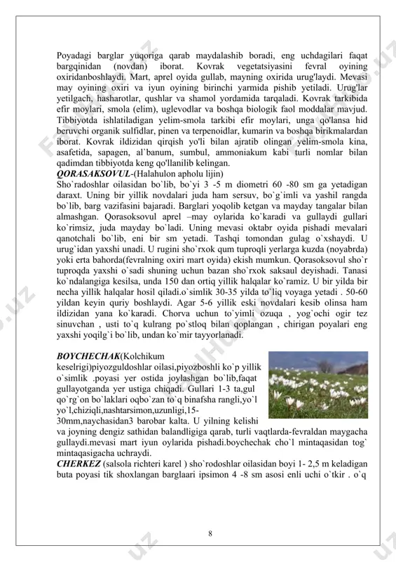 chorva uchun to`yimli ozuqa , yog`ochi ogir tez sinuvchan , usti to`q kulrang po`stloq bilan qoplangan , chirigan poyalari eng yaxshi yoqilg`i bo`lib, undan ko`mir tayyorlanadi. boychechak(kolchikum keselrigi)piyozguldoshlar oilasi,piyozboshli ko`p yillik o`simlik .poyasi yer ostida joylashgan bo`lib,faqat gullayotganda yer ustiga chiqadi. gullari 1-3 ta,gul qo`rg`on bo`laklari oqbo`zan to`q binafsha rangli,yo`l yo`l,chiziqli,nashtarsimon,uzunligi,15- 30mm,naychasidan3 barobar kalta. u yilning kelishi va joyning dengiz sathidan balandligiga qarab, turli vaqtlarda-fevraldan maygacha gullaydi.mevasi mart iyun oylarida pishadi.boychechak cho`l mintaqasidan tog` mintaqasigacha uchraydi. cherkez (salsola richteri karel ) sho`rodoshlar oilasidan boyi 1- 2,5 m keladigan buta poyasi tik shoxlangan barglaari ipsimon 4 -8 sm asosi enli uchi o`tkir . o`q 88 ildizi uzun, tuproqqa ancha chuqur kiradi mart – aprelda ko`karadi iyun – iyyulda 1 18 qorashuvoq sentabr bir yillik o`simlik 1 achchiqo`t sutlamadoshlar aprel 2 babuna murakkabguldoshlar aprel 3 bo`zcho`l boshoqdoshlar may 4 gultikan murakkabguldoshlar aprel 5 movigul govzabonguldoshlar aprel 6 momaqaldirmoq sutlamadoshlar aprel 7 mushuktirnoq …